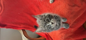 Maine Coon - Felisa WFC Pandaland  - imagine 4