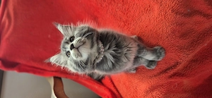 Maine Coon - Felisa WFC Pandaland  - imagine 3