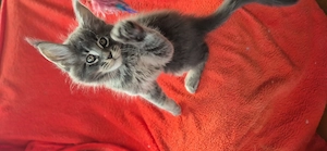 Maine Coon - Felisa WFC Pandaland  - imagine 5