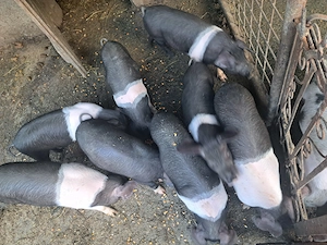 Vand soldani bazna - imagine 4