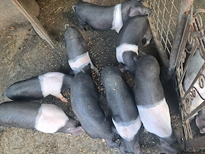 Vand soldani bazna - imagine 5