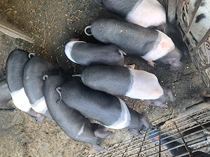 Vand soldani bazna - imagine 3