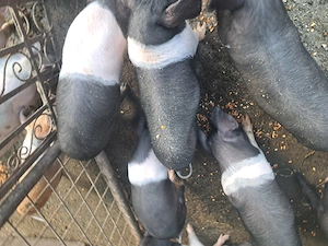 Vand soldani bazna - imagine 2