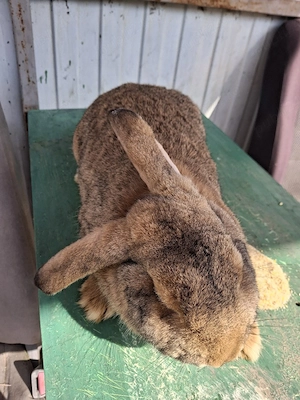 iepurasi ,2 iepuroaice ,si un iepuroi berbecc  - imagine 3