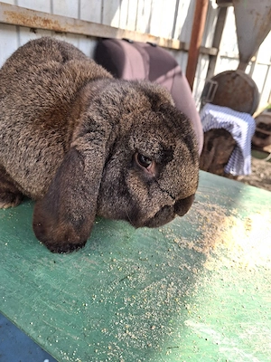 iepurasi ,2 iepuroaice ,si un iepuroi berbecc  - imagine 4