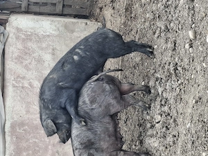 Vând vier corcitura de durok