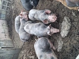 Vând scrofite petrani rasă pură 