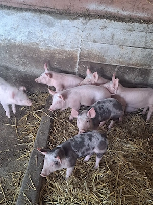 Vând purcei rasă de carne 