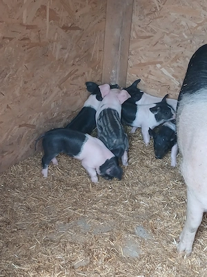 Scroafa cu purcei  - imagine 3