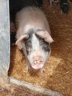 Scroafa cu purcei  - imagine 5