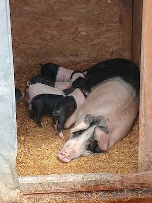 Scroafa cu purcei  - imagine 2