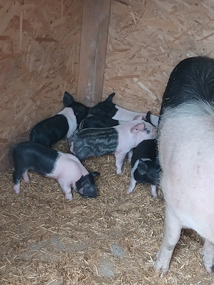 Scroafa cu purcei  - imagine 4