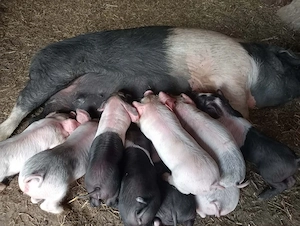 De vânzare scroafă cu purcei