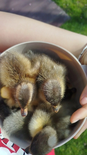 Rățele polare de vânzare  - imagine 2