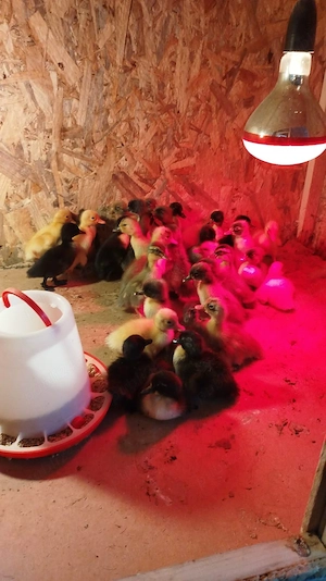 Rățele polare de vânzare 