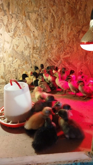 Rățele polare de vânzare  - imagine 4