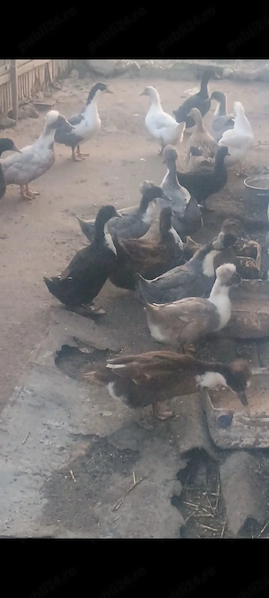 Rățele polare de vânzare  - imagine 3