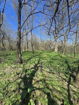  De vânzare teren deosebit   Calugareni  Mereni, comuna Contești  - imagine 4