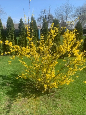 casa premium independenta energetic - imagine 4