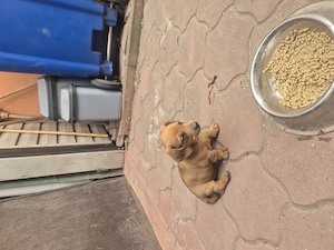 Vând 2 căței tekel masculi 