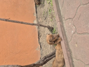 Vând 2 căței tekel masculi  - imagine 3