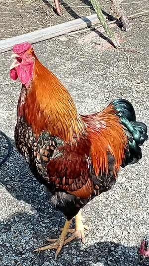 vând sau schimb cocoș tânăr wiandote 