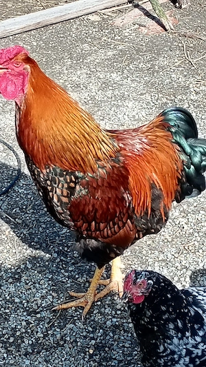 vând sau schimb cocoș tânăr wiandote  - imagine 3