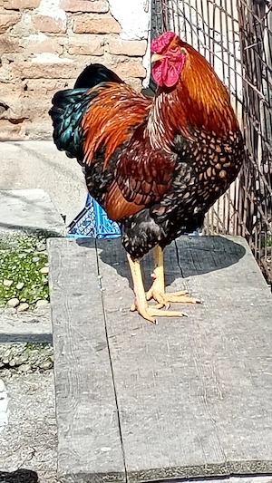 vând sau schimb cocoș tânăr wiandote 