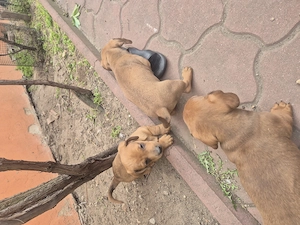 Vând 2 căței tekel masculi  - imagine 2