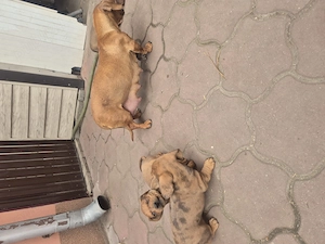 Vând 2 căței tekel masculi  - imagine 5