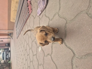 Vând 2 căței tekel masculi  - imagine 4