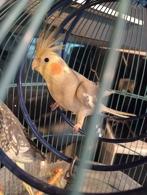 Papagal nimfa tânără 