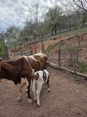 vaca cu vitel de vanzare - imagine 3