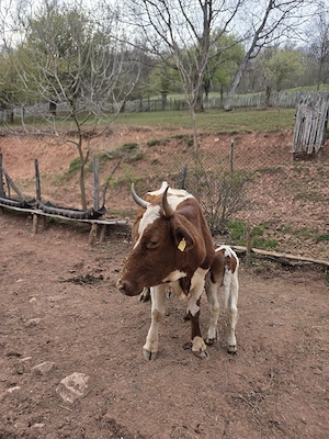 vaca cu vitel de vanzare - imagine 5