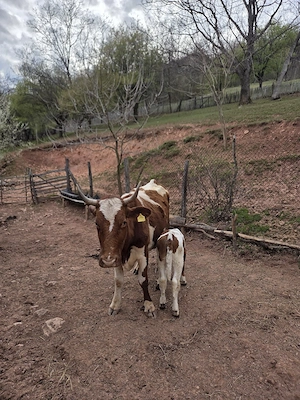 vaca cu vitel de vanzare - imagine 4