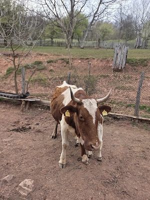 vaca cu vitel de vanzare - imagine 2