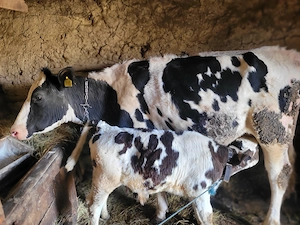 Silaghi ioan  vind  vaca