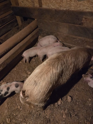 Scroafe cu purcei de vanzare