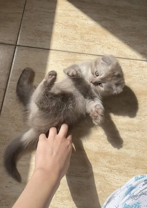 pui scottish , baiat - imagine 3