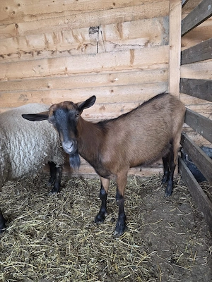 Tap Alpin Francez  - imagine 4