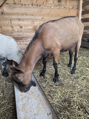 Tap Alpin Francez  - imagine 5