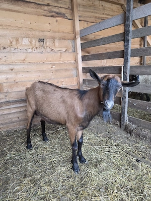 Tap Alpin Francez  - imagine 3