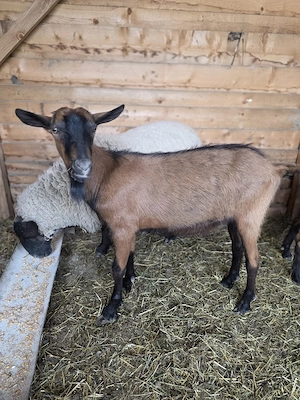 Tap Alpin Francez  - imagine 2