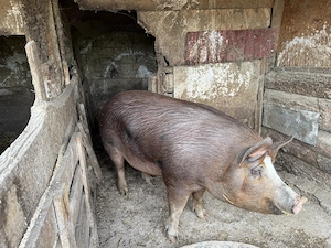 Porc de vânzare 12 lei kg