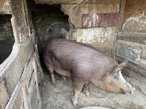Porc de vânzare 12 lei kg - imagine 4