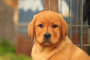 catei labrador foxred cu pedigree