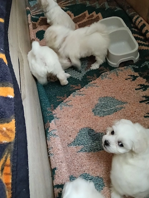 Bichon de vânzare  - imagine 3