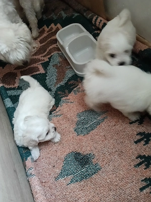 Bichon de vânzare  - imagine 4