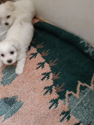 Bichon de vânzare  - imagine 2