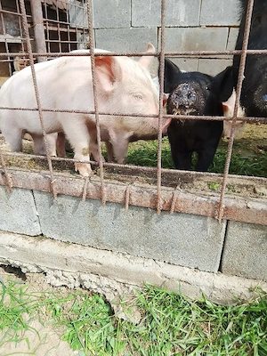 Mangalia 6 săptămâni  - imagine 2